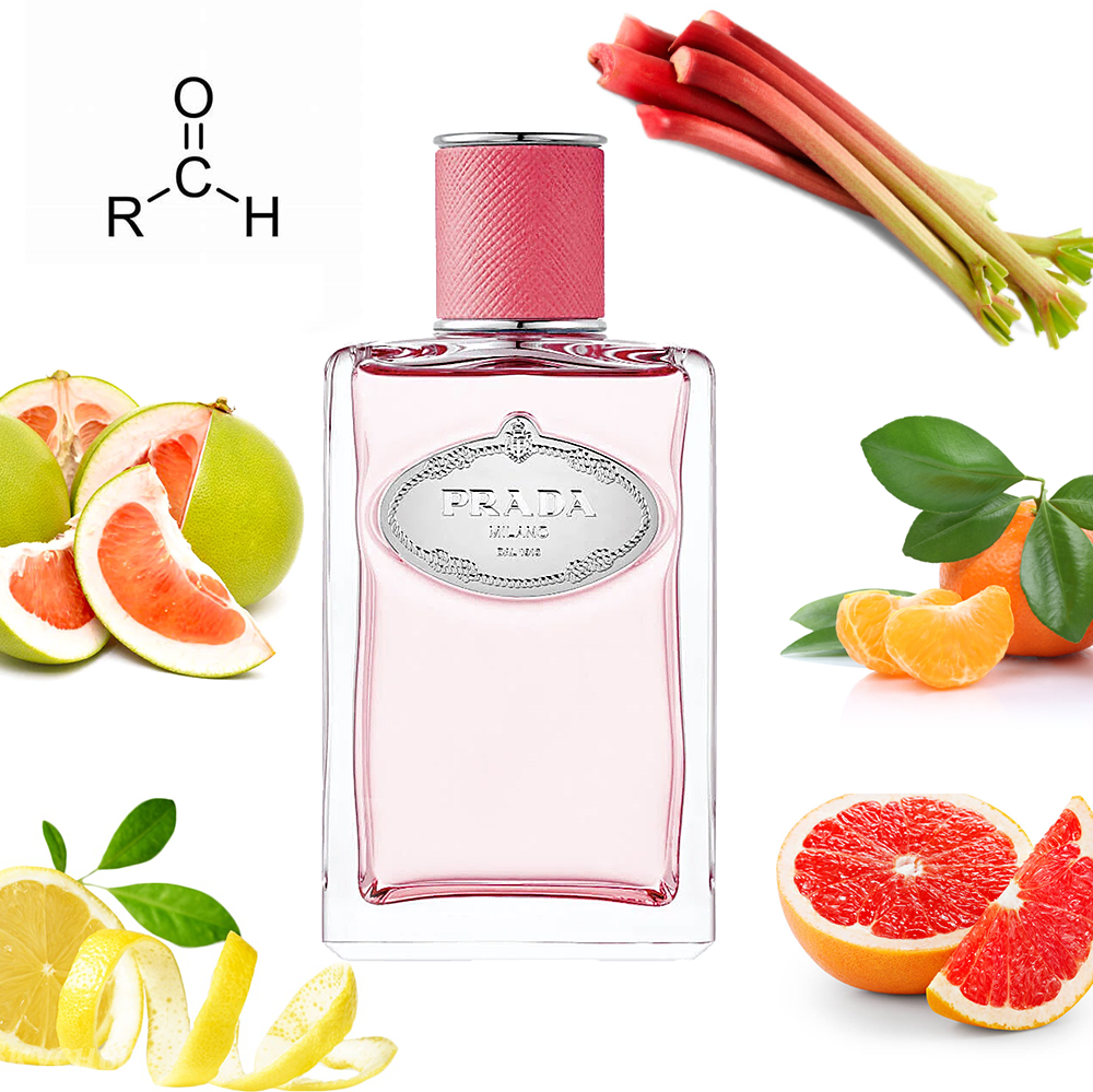 Prada Infusion de Rhubarbe – Olena's Aroma Shop