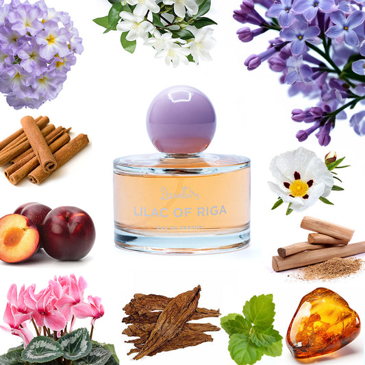 Dzintars Lilac of Riga